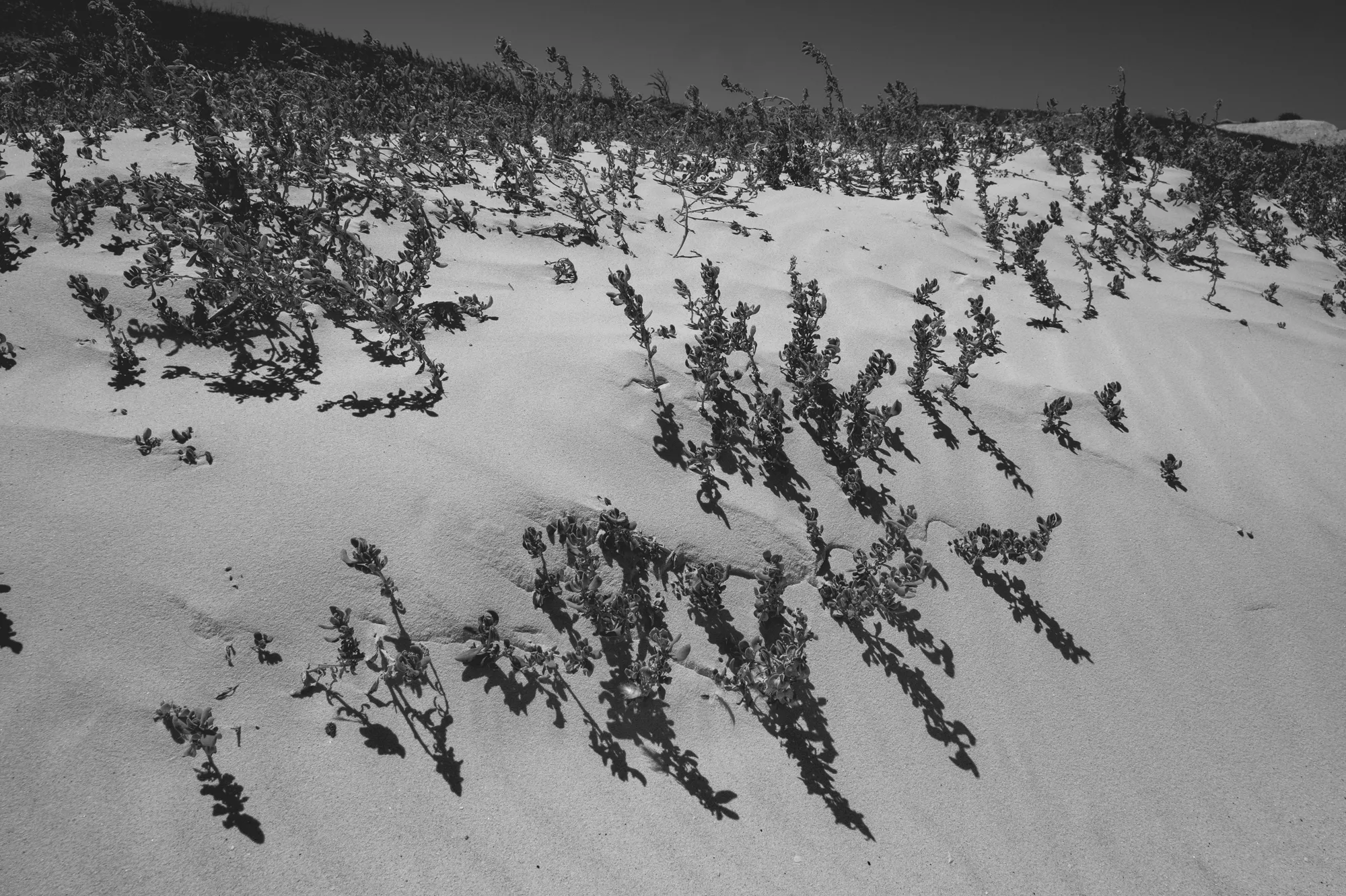 2022-02-14 - Cape Town - Small plants poking through mound of beach sand